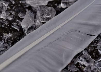 Swan feather ice