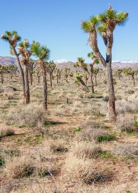 Joshua Tree Landscape