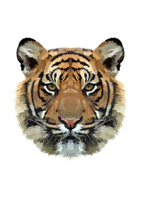 Tiger head on white