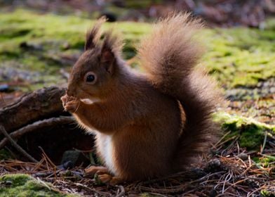 Uk Red Squirrel 