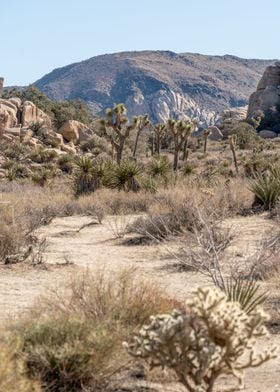 Joshua Tree Desert Hiking