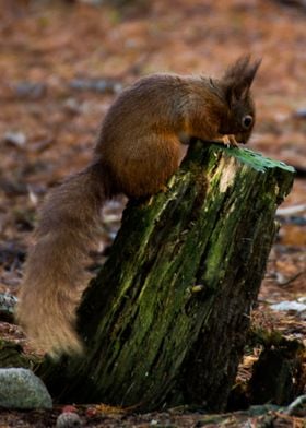 Red Squirrel UK