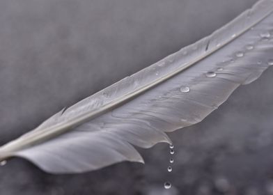 Swan feather water drops