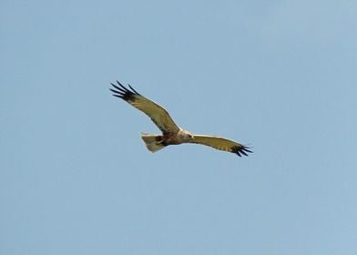 Flying harrier