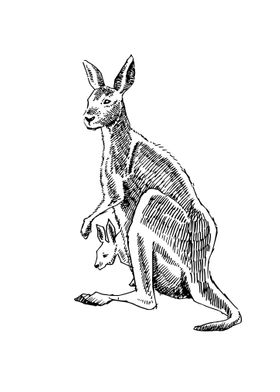 Kangaroos hand