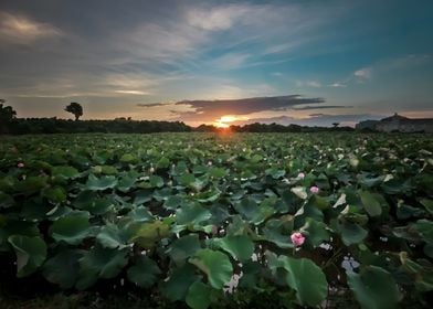 Sunset at Lotus field