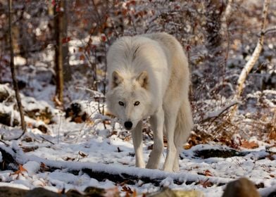 Wary and Watchful Wolf