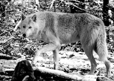 Tense Arctic Wolf