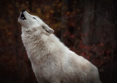 Howling Arctic Wolf