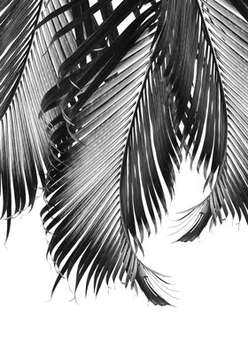 Palm Leaves Finesse 2