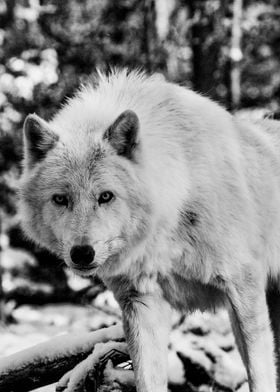 Serious Artic Wolf