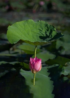 Lotus