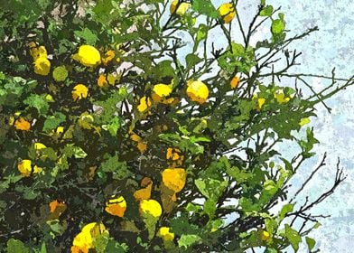 Lemon Tree Full of Lemons