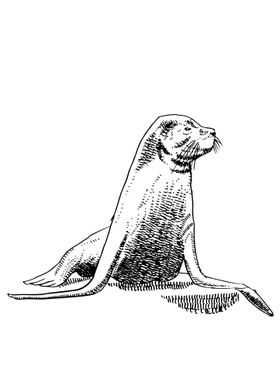 Hand drawing of sea lions