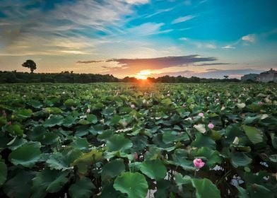 Sunset at Lotus field