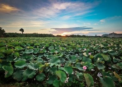 Sunset at lotus field