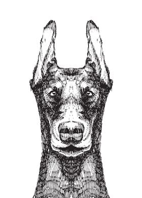 Sketch style doberman dog