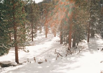 Mountain Forest 35mm Film