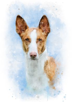 Podenco Ibicenco  art