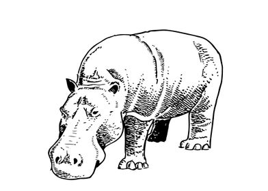 Sketch style hippopotamus