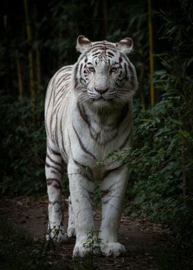 White tiger in zoo