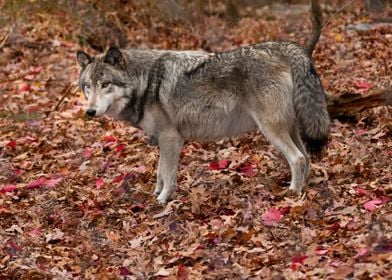 Pensive Timber Wolf