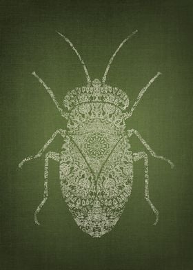 Evergreen Beetle