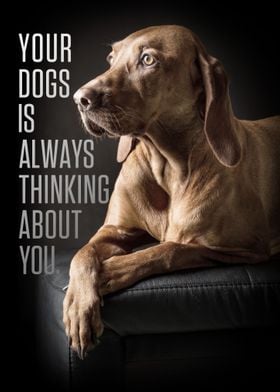 Your dogs is always think