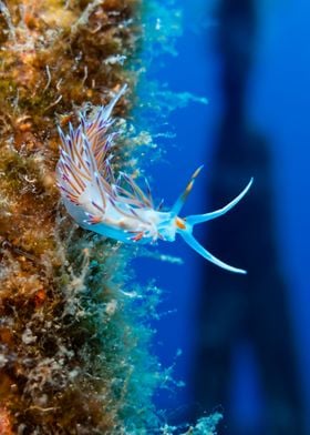 Tricolor Nudibranch