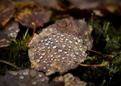 Water drops on leaf