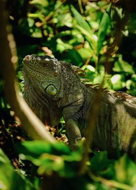 Green Iguana In Mexico