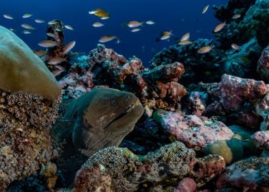 Giant Moray Eel In Shelter