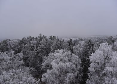 Winter forest scenery