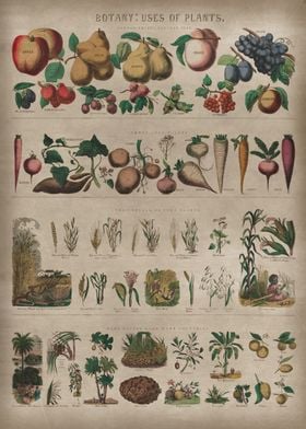 Botany uses of plants