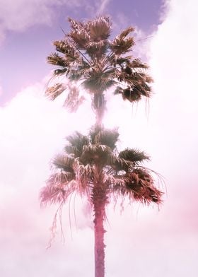 Palm Tree Duo 1