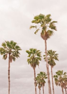 Dushi Palm Trees 1