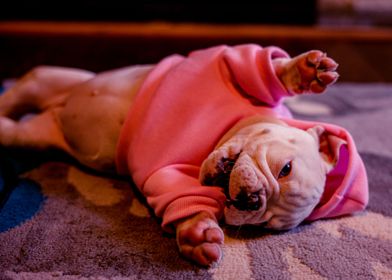 SLEEPING BULLDOG DOG