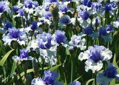 White Violet Iris Field