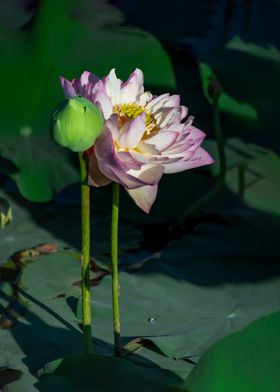 Heavy petal lotus