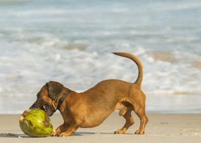 DOGS PLAYING ON THE BEACH