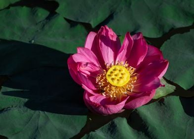 lotus