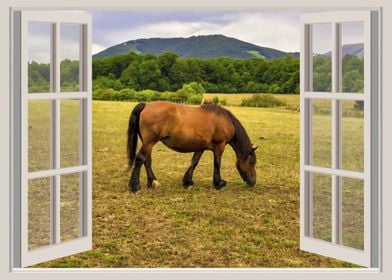 Window view horse animal