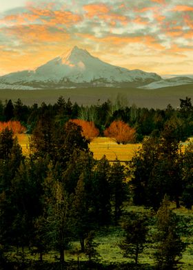 FOREST AND MOUNTAIN VIEW