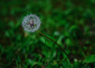 Dandelion Clock Flower