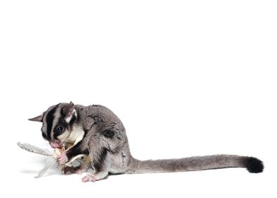 sugar glider