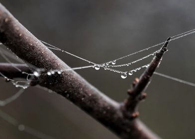 Frozen water drops