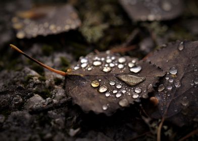 Water drops on leaf