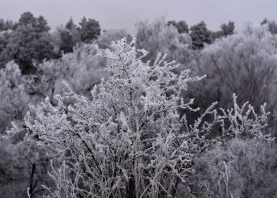 Frozen frost bush forest