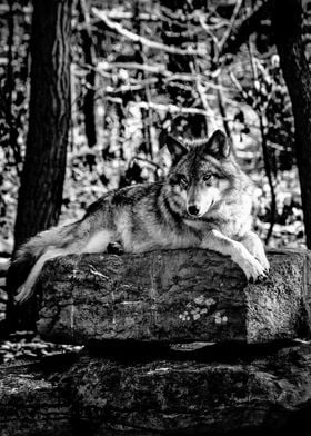 Timber Wolf Thinking