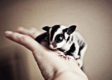 sugar glider